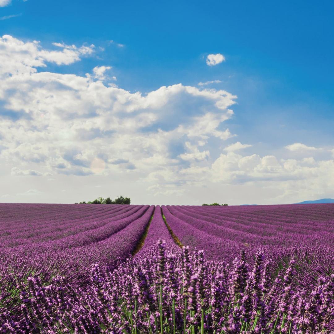 Lodges en Provence&Spa Richerenches Buitenkant foto